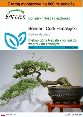 Zdjęcie produktu dla SAFLAX - Garden in the bag - Bonsai - Cedr Himalajski - 35 Nasiona - Z podłożem uprawowym w praktycznej, samorozkładającej się torbie - Cedrus deodara
