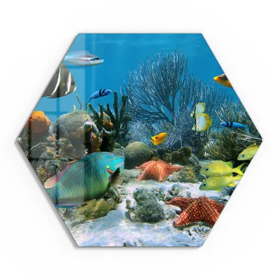 Produktbild von DEQORI Glasbild Echtglas 55x48 cm 'Regenwald der Meere' Wandbild Bild modern Deko