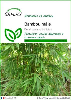 Image de SAFLAX - Bambou mâle - 50 graines - Dendrocalamus