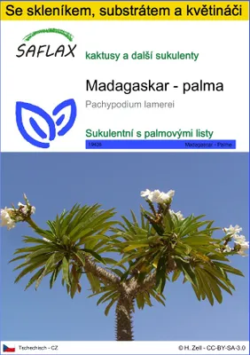 Obrázek produktu pro SAFLAX Kultivační sada - Madagaskar - palma - Pachypodium lamerei - 10 Semena - S mini skleníkem, pěstebním substrátem a 2 květináči