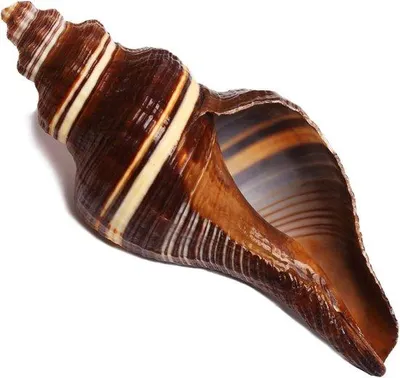 Produktbild von Grosse Muscheln für Dekoration - Natürliche Muscheln 12-15cm für Hochzeit Deko - Strandthema Party, Wohnaccessoires, Bastelprojekte, Aquarium und Muschelsammler
