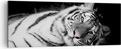 Produktbild von Bild auf Leinwand - Leinwandbild - Einteilig - Weiß Tiger Schwarz und Weiß - 140x50cm - Wand Bild - Wanddeko - Wandbilder - Leinwanddruck - Bilder - Wanddekoration - Leinwand bilder - AB140x50-4247