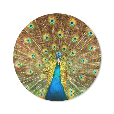 Produktbild von MuchoWow® Mauspad Mousepad Pfauenfedern - Vogel - Blau 50x50 cm - Mousepads - Maus Mat - Pad - Mausunterlage - Vinyl