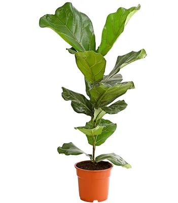 Produktbild von Dehner Geigenfeige, imposantes Blattwerk, ca. 65-75 cm, Ø Topf 17 cm, Zimmerpflanze