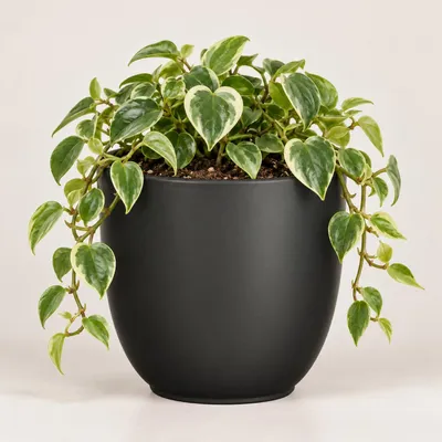 Produktbild von Mica Decorations Pflanzen - /Blumentopf Tusca - Schwarz - D22/20 cm