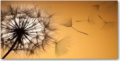 Produktbild von Tulup® Glas-Bild - 100x50 -Wandkunst - Wandbild hinter gehärtetem Sicherheitsglas  - Blumen & Pflanzen - Pusteblume - Orange