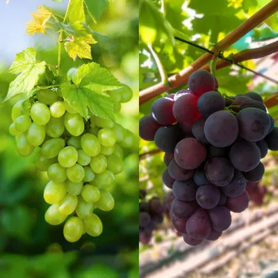 Obrázek produktu pro Vinná réva Vanessa & Himrod, 2 rostliny, 50 cm, bezsemenné hrozny, fialové a bílé