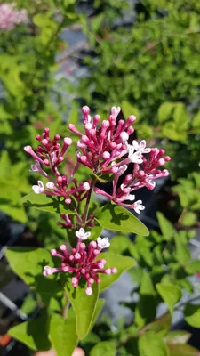 Image de Syringa microphylla 'Superba' / Lilas à petites feuilles Superba