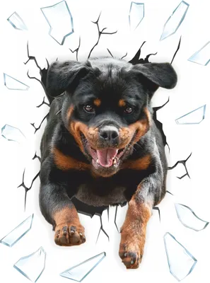 Immagine prodotto di Adesivo per foro di proiettile motivo 'Rottweiler' ~~~~~  entro 24 ore ~~~~~