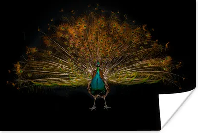 Produktbild von MuchoWow® Poster Pfau - Federn - Nacht 60x40 cm - Schlafzimmerdekoration