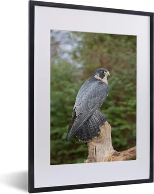 Produktbild von MuchoWow® MuchoWow® Gerahmtes Poster Wanderfalke - Baum - Pflanzen 30x40 cm - Poster mit zchwarzem Bilderrahmen - Wandposter Schlafzimmer