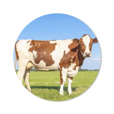 Produktbild von MuchoWow® Mauspad Mousepad Kühe - Bauernhof - Gras - Natur - Tiere 20x20 cm - Mousepads - Maus Mat - Pad - Mausunterlage - Schreibtischmatte