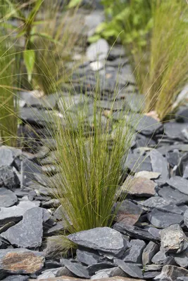 Produktbild von Stipa tenuissima, Zartes Federgras, ca. 9x9 cm Topf