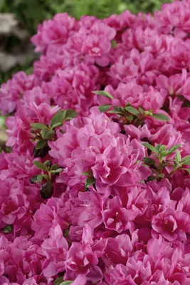 Zdjęcie produktu dla Rhododendron obtusum 'Petticoat', azalia, różowy, 15-20 cm