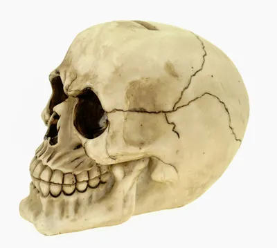 Produktbild von Vogler 816-574 Spardose Totesnschädel 15 cm Sparschwein Totenkopf