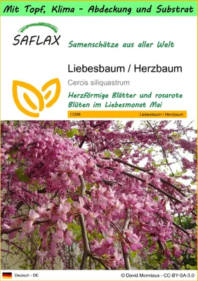 Produktbild von SAFLAX Garden to go - Liebesbaum / Herzbaum - Cercis siliquastrum - 60 Samen - Mit Topf, Klima - Deckel und Anzuchtsubstrat