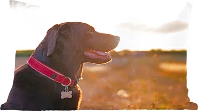 Produktbild von MuchoWow® Zierkissen Sofakissen Wohnzimmer Dekokissen 60x40 cm Ein Labrador Retriever bei Sonnenuntergang - Kopfkissen - Polster mit Foto