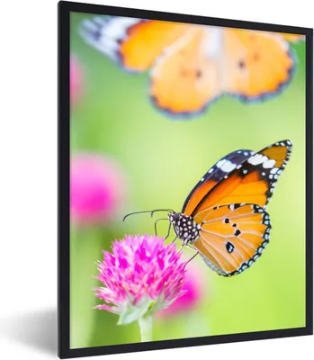 Produktbild von MuchoWow® Gerahmtes Poster Insekten - Schmetterlinge - Blumen 60x80 cm - Poster mit Schwarzem Bilderrahmen Wandposter Rahmen Foto Bilder - Premium - Wanddeko Wohnzimmer