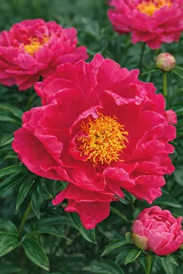 Obrázek produktu pro Paeonia Paula Fay – časně kvetoucí růžová pivoňka | mrazuvzdorná trvalková pivoňka do zahrady a na záhon | odolná zahradní pivoňka v 1litrovém květináči