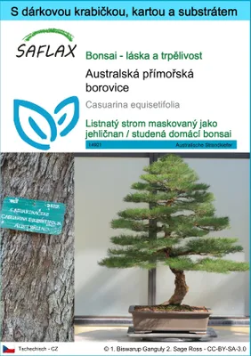 Obrázek produktu pro SAFLAX Dárková sada - Australská přímořská borovice - Casuarina equisetifolia - 200 Semena - S dárkovou krabičkou, přepravním štítkem, dárkovou kartou a pěstebním médiem