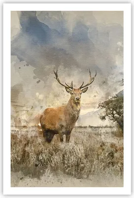 Produktbild von Poster - Poster ohne Rahmen - rotwild natur - 61x91,5 cm - Wand Bild - Wanddeko - Wandbilder - Kunstposter - Wandposter - Bilder - Kunstdruck - Wanddekoration - Wandbild - P2XPA61x91-3465