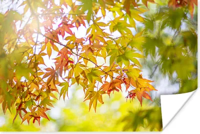Produktbild von MuchoWow® Poster Japanischer Ahorn zu Beginn des Herbstes 60x40 cm - Schlafzimmerdekoration