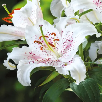 Image de Lis Bulbes de fleurs Bulbes de fleurs Lis oriental Niska Muscadet 1 pc.