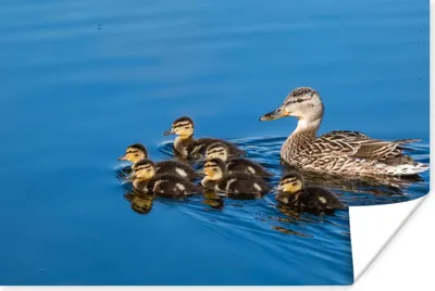 Produktbild von MuchoWow® Poster Ente - Wasser - Vogel - Braun 90x60 cm - Schlafzimmer