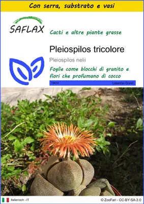 Immagine prodotto di SAFLAX Insieme di coltivazione - Pleiospilos tricolore - 40 semi - Pleiospilos