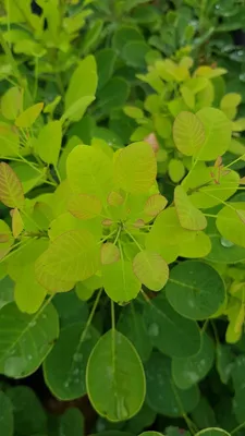 Image de Cotinus coggygria GOLDEN LADY® 'Mincojau3' / Arbre à perruque