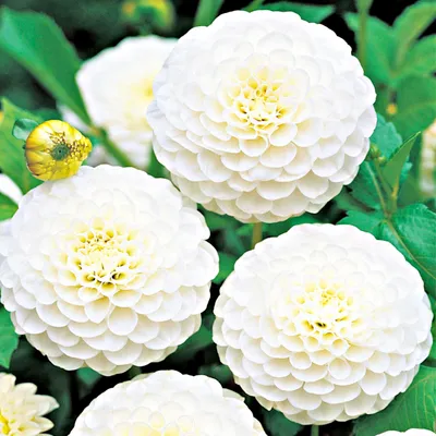 Immagine prodotto di Dalia Pomponowa White Aster 1 pz Dalia piantine di dalia piantina tuberi grandi
