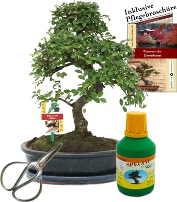 Obrázok produktu pre Bonsai Chin. Ulmus parvifolia približne 10 rokov 25 cm kvetiná? dar?eková súprava s nožnicami a hnojivom