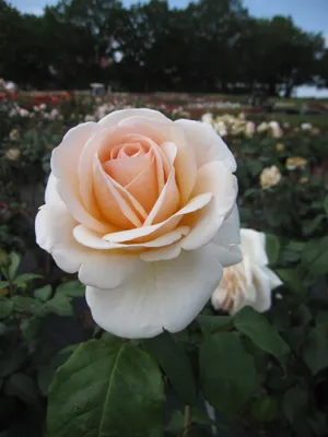 Produktbild von Rosa Courage ® - Edelrose Courage ® - Kordes Rose - Eleganza Kollektion ®