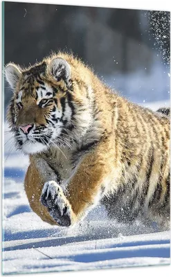 Produktbild von Bilder auf glas - Einteilig - tiger tier - 70x100cm - Glasbilder - Wandbilder - Bilder - Kunstdruck - zum Aufhängen bereit - Wanddekoration aus Glas - Glas Bilder - Wandbild auf Glas - GPA70x100-3928