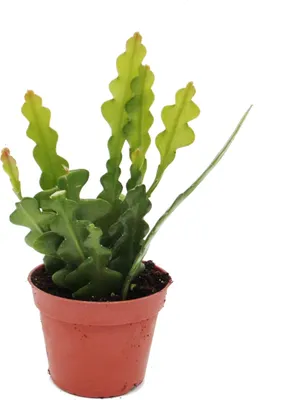 Produktbild von Epiphyllum anguliger - Krokodilschwanz-Kaktus, 9cm