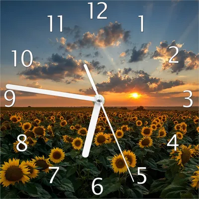 Produktbild von Wallario Design Wanduhr Sonnenblumenwiese vor Wolken mit Sonnenuntergang aus Echtglas, Größe 20 x 20 cm