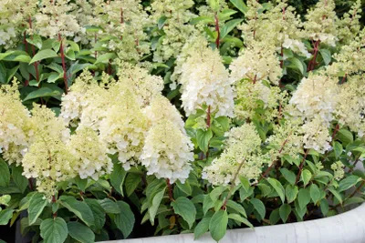 Produktbild von Hydrangea paniculata 'Silver Dollar', Rispenhortensie, weiß, 60–80 cm