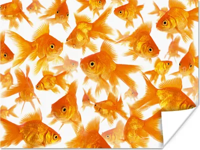 Produktbild von MuchoWow® Poster Goldfisch - Weiß - Fisch 160x120 cm - Foto Plakat