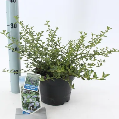 Immagine prodotto di Ceanothus thyr. 'Repens' - Ceanothus | 25-30 cm in vaso