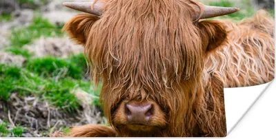 Produktbild von MuchoWow® Poster Schottischer Highlander - Heu - Gras 160x80 cm - Foto Poster
