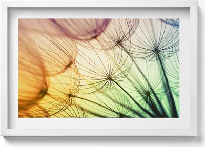 Produktbild von Zarte Pollen eines Löwenzahns– Wandbild mit Rahmen – Gerahmtes Bild  – Wanddekoration – 60x40 cm –  Schwarz Rahmen