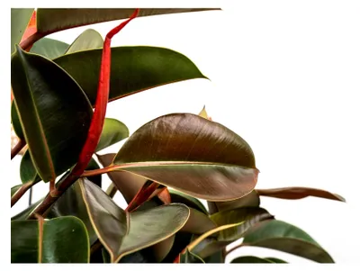 Produktbild von Trendyplants - Ficus Elastica Robusta Strauch - Gummibaum - Zimmerpflanze - Höhe 75-95 cm - Topfgröße Ø27cm