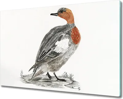 Produktbild von Coloray Hackbrett Kochplattenabdeckung Herdabdeckplatte 80x52 cm Schneidebrett Küchenbrett - Tier Vogel Ente