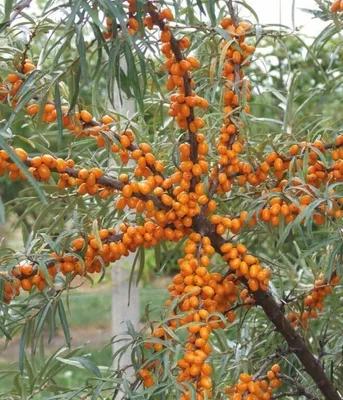 Zdjęcie produktu dla Rokitnik Botaniczeskaja żeński 2L