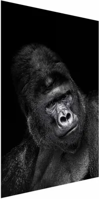 Produktbild von Posterpapier Poster - Gorilla 40x60 cm Tiere g-B-0113-ao-a