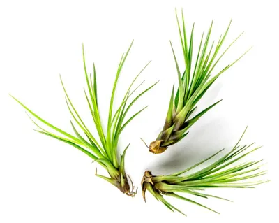 Produktbild von Gardners Tillandsia melanocrater