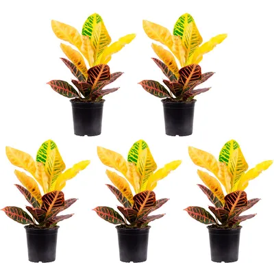 Produktbild von 5er-Set Wunderstrauch 'Petra' - Codiaeum Petra - Höhe ca. 40 cm, Topf-Ø 13 cm