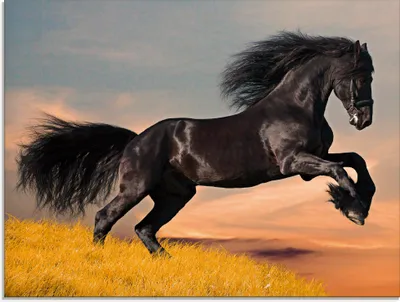 Produktbild von ARTland Glasbild Friesischer Hengstgalopp Größe: 80x60 cm