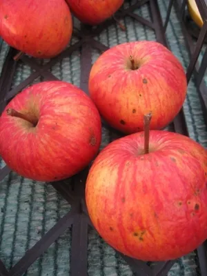 Produktbild von Malus Danziger Kantapfel - Tafelapfel Danziger Kantapfel