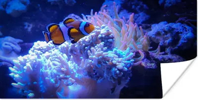 Produktbild von MuchoWow® Poster Fische - Korallen - Wasser 120x60 cm - Bild